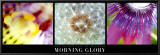 The Secret Life of Flowers: Morning Glory Prints by Alessio Guarino
