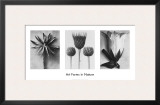 Art Forms in Nature II Prints by Karl Blossfeldt