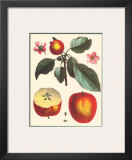 Calville Rouge Prints by Claude Aubriet