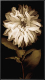 Dahlia I Prints by Caroline Kelly