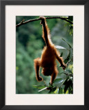 Natural Gymnast Poster by Anup Shah