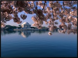 Japanese Cherry Blossoms Frame the Jefferson Memorial and the Tidal Basin Framed Canvas Print
