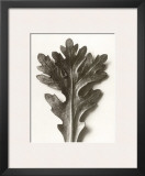 Chrysanthemum Segetum, Feverfew Prints by Karl Blossfeldt