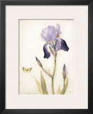 Purple Iris with Beard II Prints by Meg Page