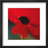 Red on Turquoise Plakater av Jane Ann Butler