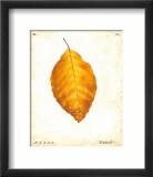 Feuille de hêtre Poster par Meg Page