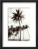 Palmiers de Manzanilla Point Affiche par Evelyn Barnes