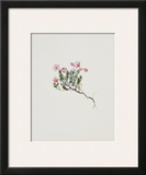 Small Alpine Rose Prints by Moritz Michael Daffinger