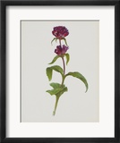 Dreary Purple Gentian Prints by Moritz Michael Daffinger