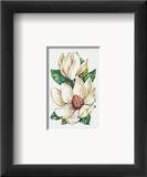 Fleur du jour : magnolia Affiches par Jerianne Van Dijk