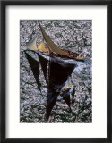 Cambria, Cowes Prints by Gilles Martin-Raget
