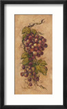 Vintage Grapevine II Posters by Barbara Mock