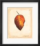 Hoja de cerezo silvestre Arte por Meg Page