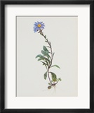 Berg-Sternblume Póster por Moritz Michael Daffinger