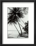 Palmiers de Mayaro Art par Evelyn Barnes