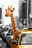 New York-Safari Kunstdrucke