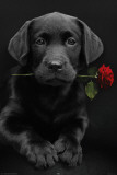 Robbie Plakater