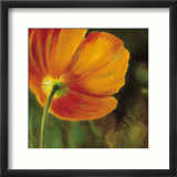 Coquelicots dans le Soleil III Poster von Pierre Viollet