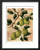 Italian Harvest, Limes Prints by Doris Allison