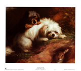 Playful Encounter Print by Thomas Earl