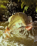 Bass & Fly Posters par Doug Stamn