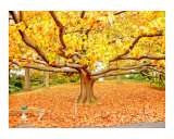Hojas y árboles de otoño Lámina giclée por New Yorkled Hojas y árboles de otoño Lámina giclée por New Yorkled