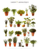 Aromatic Garden Posters
