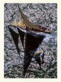 Cambria, Cowes Prints by Gilles Martin-Raget
