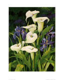 Calla Lily Posters by Franz Heigl Calla Lily Posters by Franz Heigl