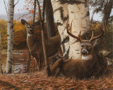 Buck and Doe Prints by Kevin Daniel Buck and Doe Prints by Kevin Daniel