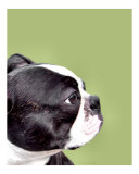 Boston terrier y aguacate Lámina fotográfica por Patti Meador Boston terrier y aguacate Lámina fotográfica por Patti Meador