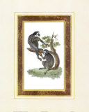 Cochinchina Monkey Poster Cochinchina Monkey Poster