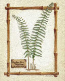 Christmas Fern Posters by Susan Clickner