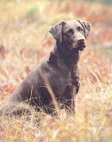 Labrador chocolat Posters par Richard King