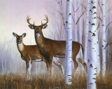 Cerfs et bouleaux Poster par Rusty Frentner