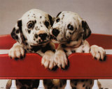 Dalmation Pups Pósters por Ron Kimball Dalmation Pups Pósters por Ron Kimball