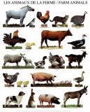 Farm Animals Posters