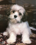 Fluffy el cachorro Láminas por Ron Kimball Fluffy el cachorro Láminas por Ron Kimball