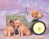 Golden Retrievers en tractor Láminas por Ron Kimball Golden Retrievers en tractor Láminas por Ron Kimball
