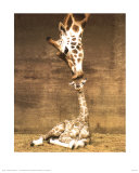 Giraffa, Primo bacio (Giraffe, First Kiss) Stampa di Ron D'Raine