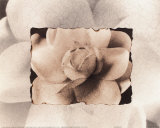Gardenia Kunst von Dick & Diane Stefanich