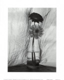 Gerbera Daisies Posters by Nancy Gillespie