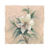 Garden Lily Prints by Paul Mathenia