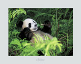 Giant Panda, Szechwan Province, China Posters by Fernandez 