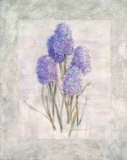 Hyacinthes Affiches par Rosalind Oesterle
