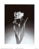 Iris Plakater av Elizabeth King Brownd