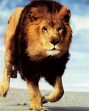 Lion Running Prints by Ron Kimball
