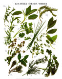 Mixed Herbs Posters Mixed Herbs Posters
