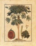 Papaya Tree Prints by Rebecca 