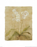 Orchidee (Kleinformat) Kunstdrucke von Cheri Blum